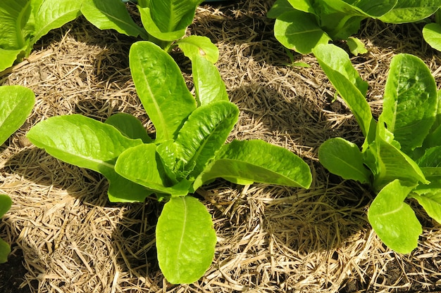 Légume biologique vert au sol avec un sol abondant dans la ferme maraîchère