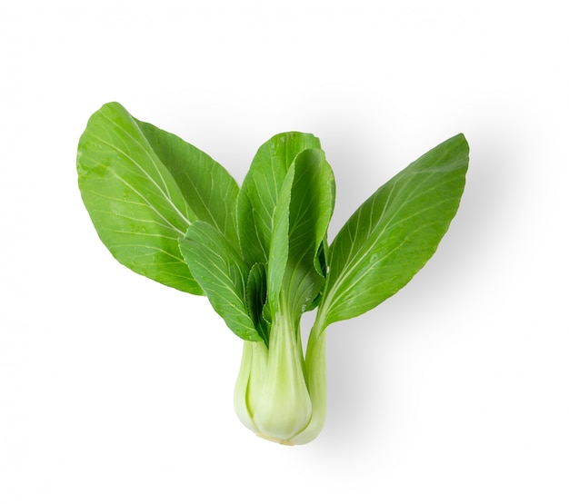 Légume Bok Choy isolé