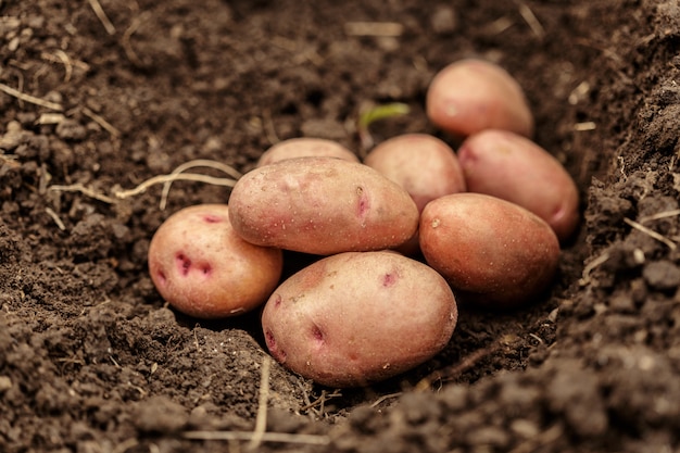 Légume de champ de pommes de terre avec des tubercules dans la surface de la terre