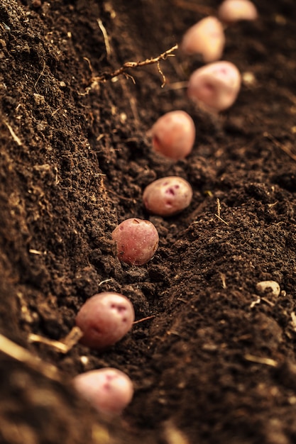 Légume de champ de pommes de terre avec des tubercules dans la surface de la terre