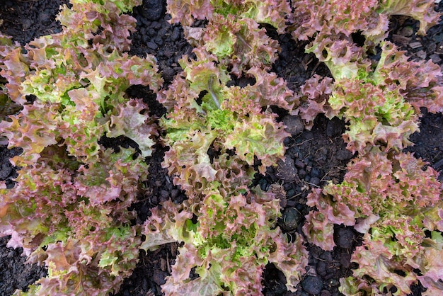 Légume corail rouge bio frais sur fond vue de dessus