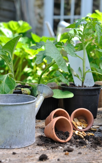 Légume dans le jardin