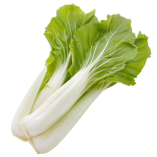 Légume à feuilles d'endive de forme allongée caractérisée par sa pousse blanche isolée sur blanc BG propre