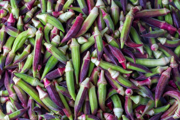 Légume de gombo cru frais de couleur violette et verte