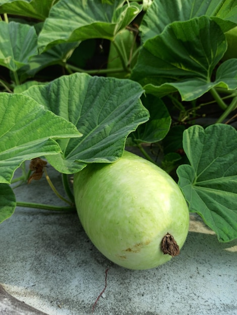 Photo le légume de gourde est prêt à cuire.