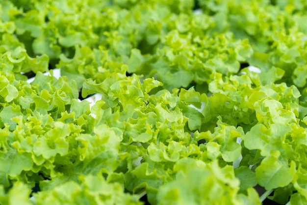 Légume hydroponique de chêne vert