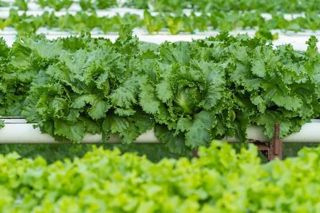 Légume hydroponique de laitue verte