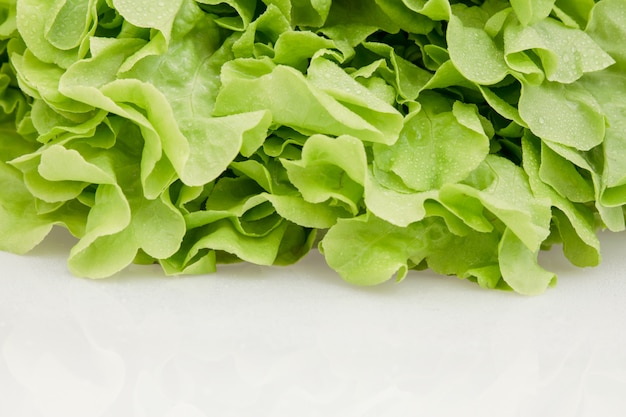 Légume de laitue isolé sur blanc.