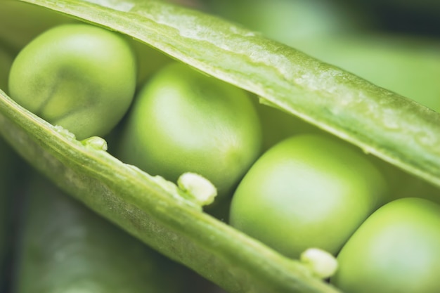 Légume pois vert