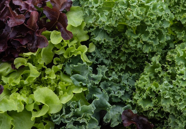 Légume de salade de feuilles de chou frisé isolé sur fond