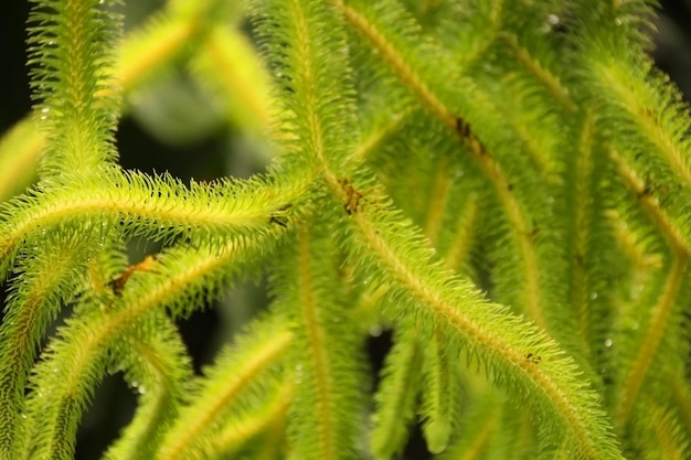 Légume vert libre de l'environnement de l'image conceptuelle