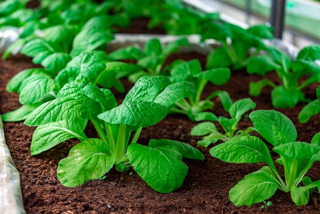 Légumes aliments écologiques aliments faits maison herbes en croissance jardinage et plantation