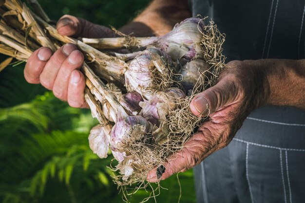 Légumes biologiques Ail biologique frais entre les mains des agriculteurs Récolte d'ail récolte d'automne