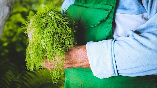 Légumes biologiques Aneth biologique frais entre les mains des agriculteurs Récolte d'aneth récolte d'automne