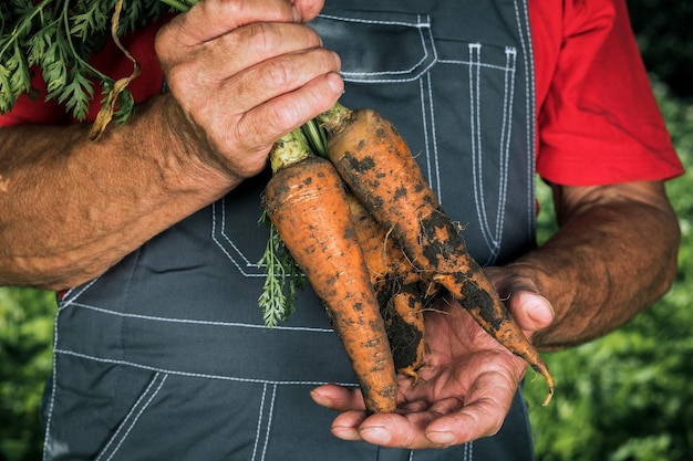 Légumes biologiques Carottes biologiques fraîches entre les mains des agriculteurs Récolte des carottes récolte d'automne