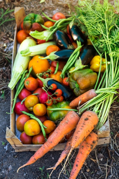 Légumes biologiques du jardin potager