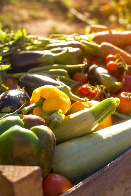 Légumes biologiques du jardin potager