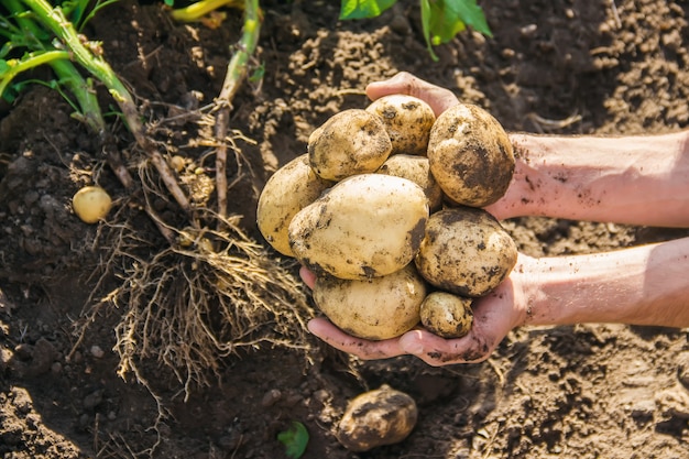 Légumes biologiques faits maison entre les mains de pommes de terre mâles.