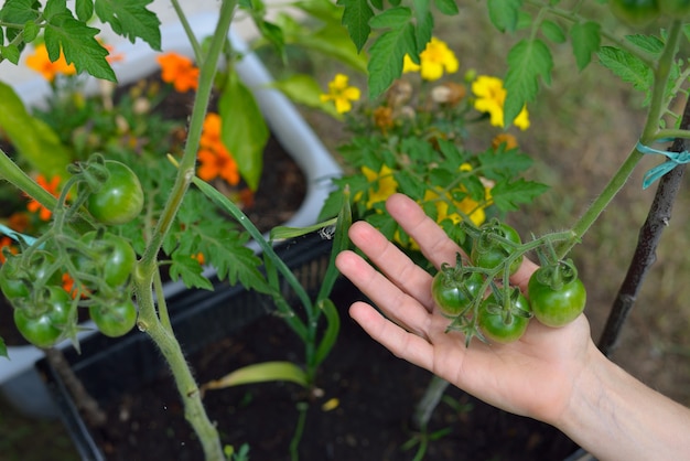 Légumes biologiques faits maison