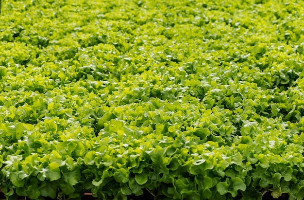 Légumes biologiques à la ferme