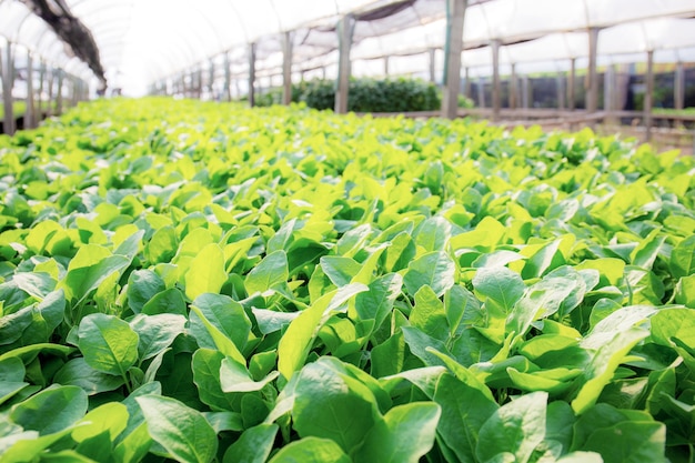 Les légumes biologiques à feuilles vertes poussent dans la ferme avec la lumière du soleil.