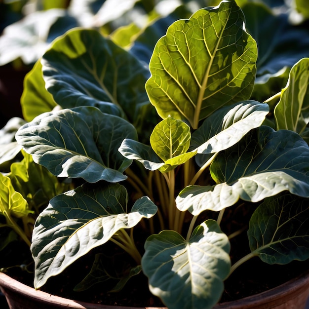 Photo légumes biologiques frais et crus à la collarde