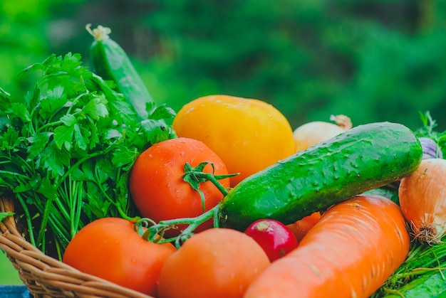 Légumes biologiques frais dans le panier