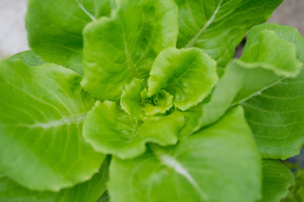 légumes biologiques frais, feuille verte