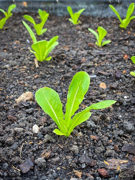 Légumes biologiques frais qui poussent dans la ferme