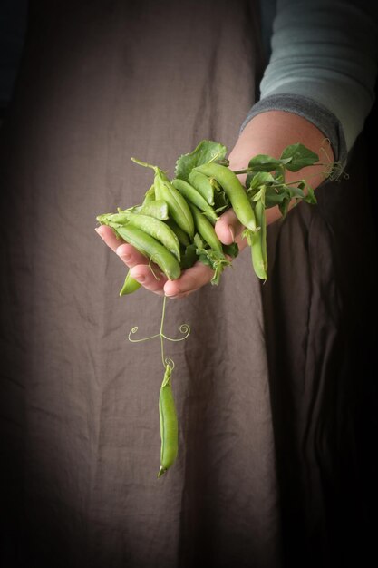 Photo légumes biologiques frais récoltés les mains des agriculteurs avec des pois verts frais en gros plan