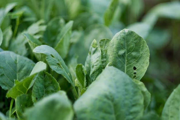 légumes biologiques frais,