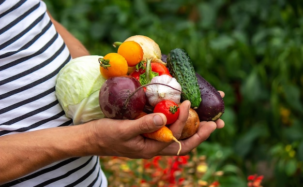 Légumes biologiques Mains d'agriculteurs avec des légumes fraîchement cueillis