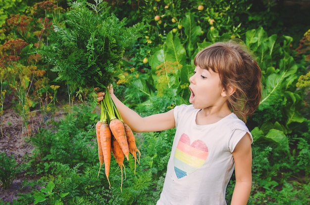 Légumes biologiques maison récoltent les carottes et les betteraves