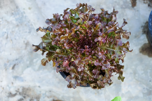 Photo légumes biologiques, salades et légumes à feuilles pourpres.