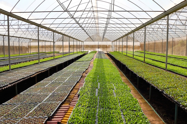 Légumes biologiques en serre