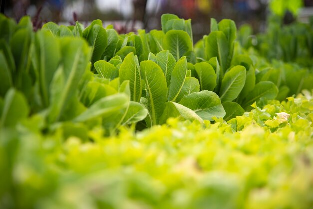 Légumes De Bonne Qualité Issus De Cultures Modernes