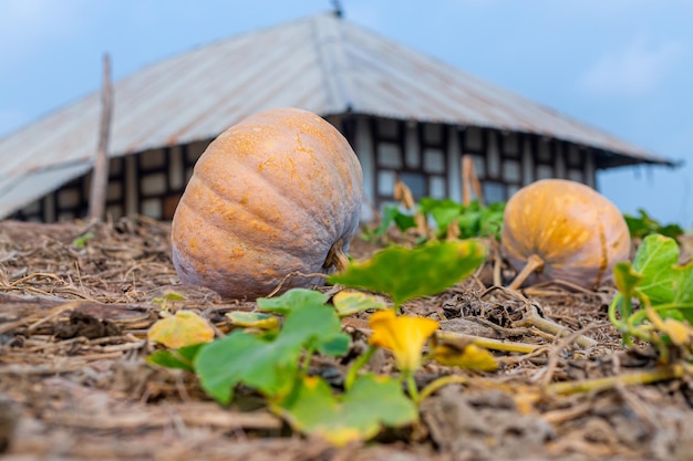 Légumes citrouilles sur le toit de la maison