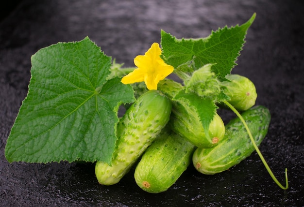 Légumes concombres et concombres fleurs et feuilles sur fond noir Gros plan