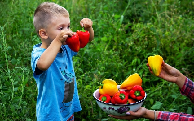 Légumes dans un bol. Poivre dans les mains d'un enfant. La nature. mise au point sélective