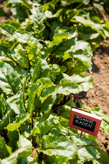 Légumes dans le jardin communautaire local au milieu de l'été.