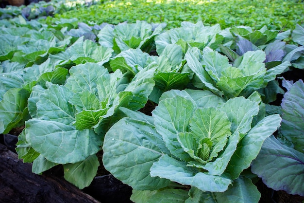 Photo légumes dans le jardin