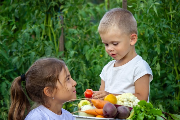 Des légumes entre les mains des enfants de la ferme. Mise au point sélective. La nature