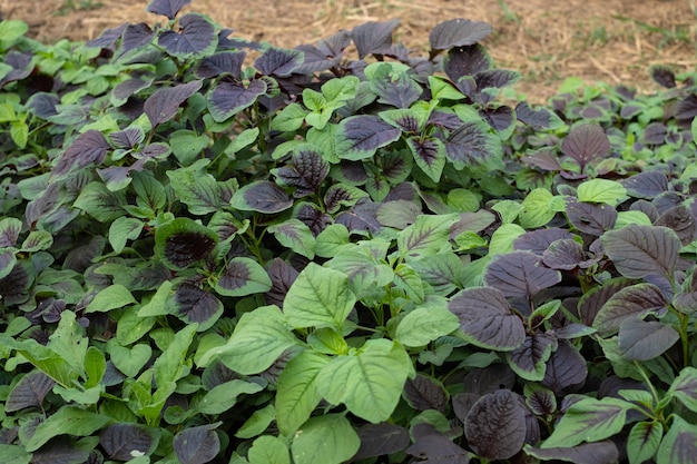 Légumes d'épinards ou d'amarante rouge dans le jardin