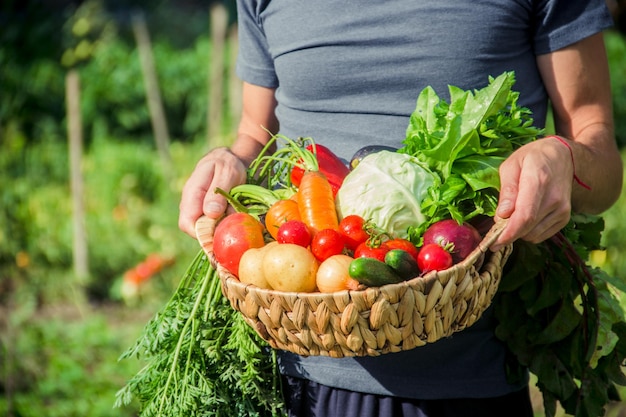 Des légumes faits maison entre les mains des hommes récoltent une mise au point sélective