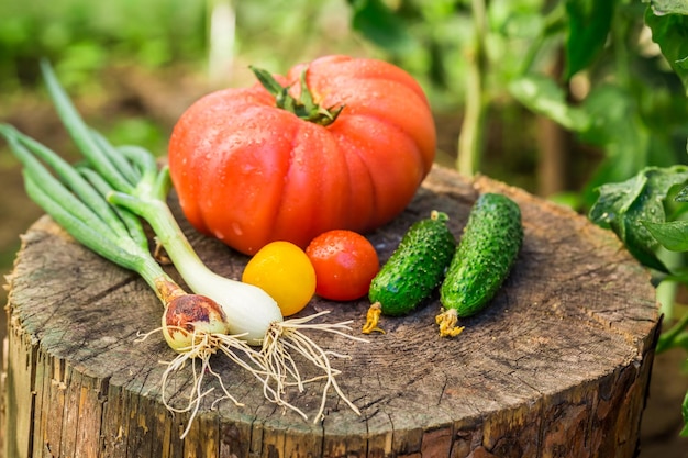 Légumes faits maison en journée ensoleillée