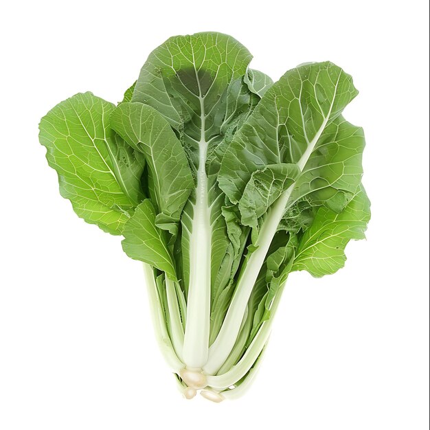 Les légumes à feuilles de Komatsuna ont une forme allongée caractérisée par I isolé sur blanc BG pousse blanche propre