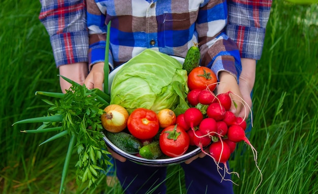 Légumes fraîchement cueillis Le fermier tient un bol de légumes frais