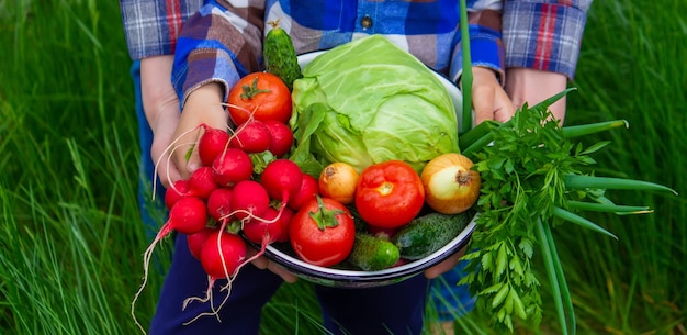 Légumes fraîchement cueillis Le fermier tient un bol de légumes frais