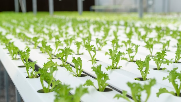 Légumes frais dans une serre hydroponique, concept d'alimentation propre et d'alimentation saine