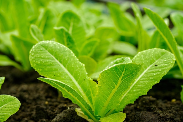 Légumes frais de laitues cos biologiques dans une ferme d'agriculture biologique